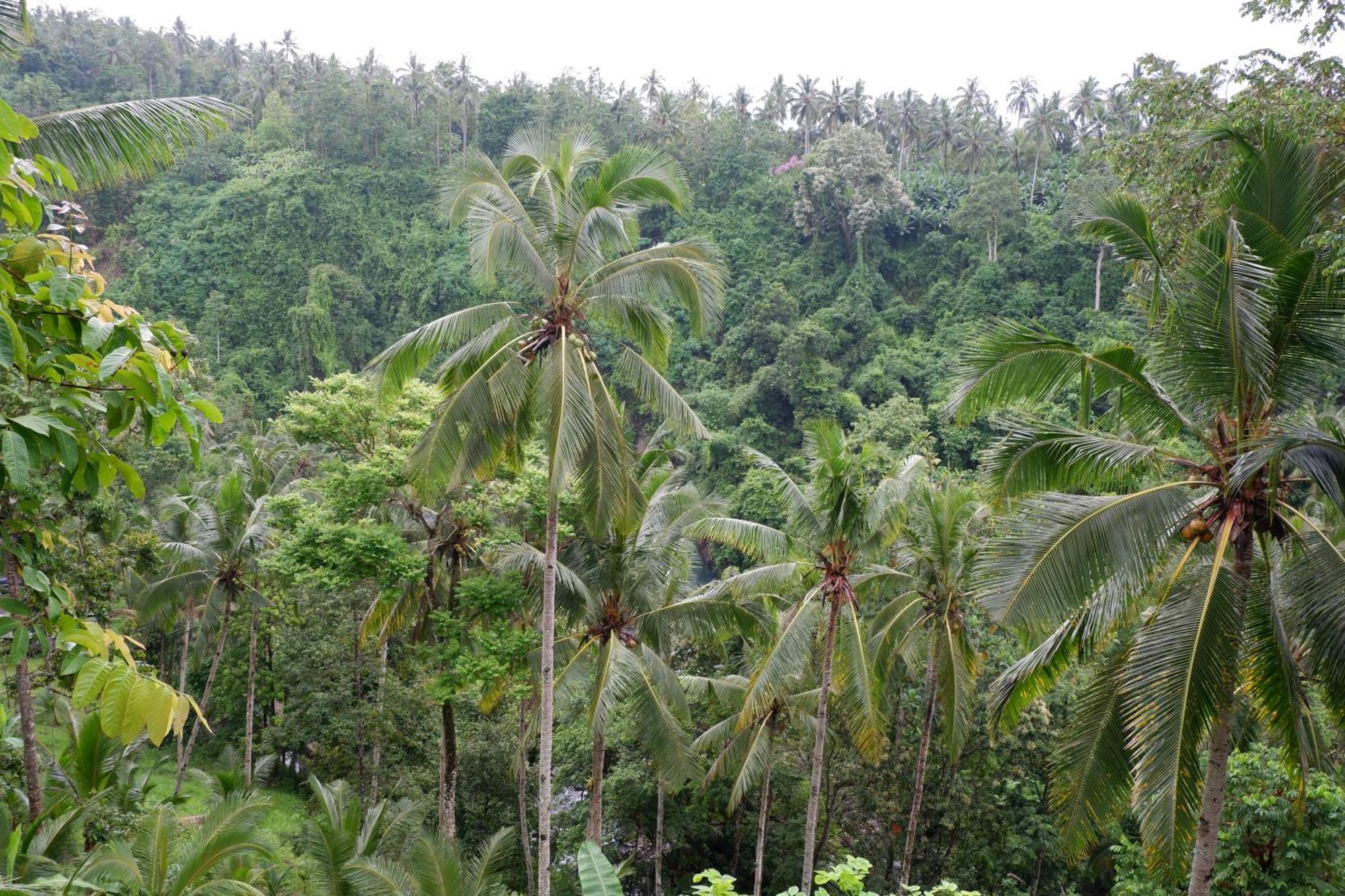 Aum Resort Pulukan Bagian luar foto