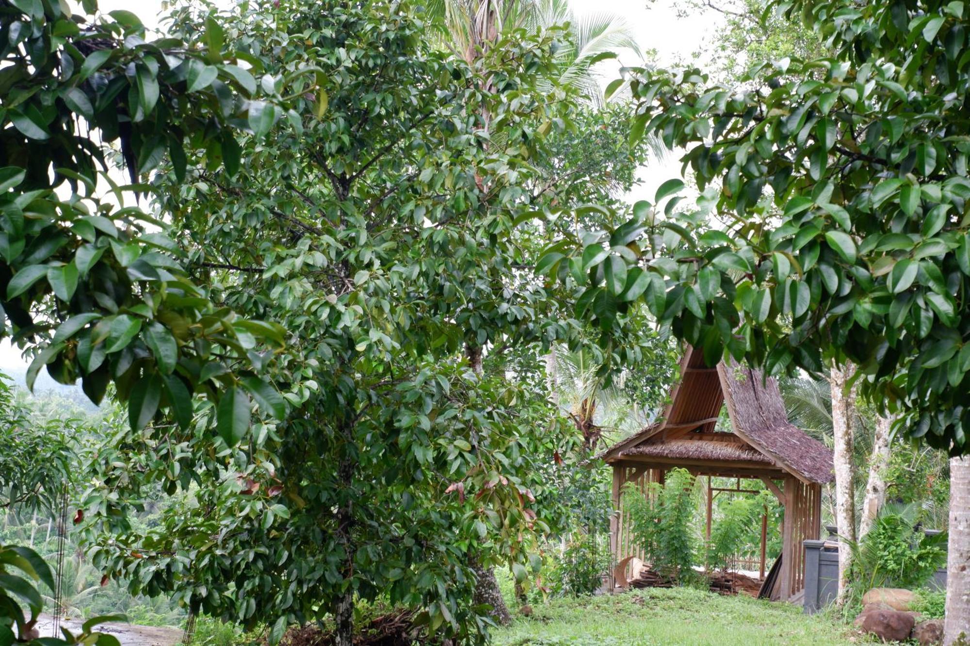 Aum Resort Pulukan Bagian luar foto